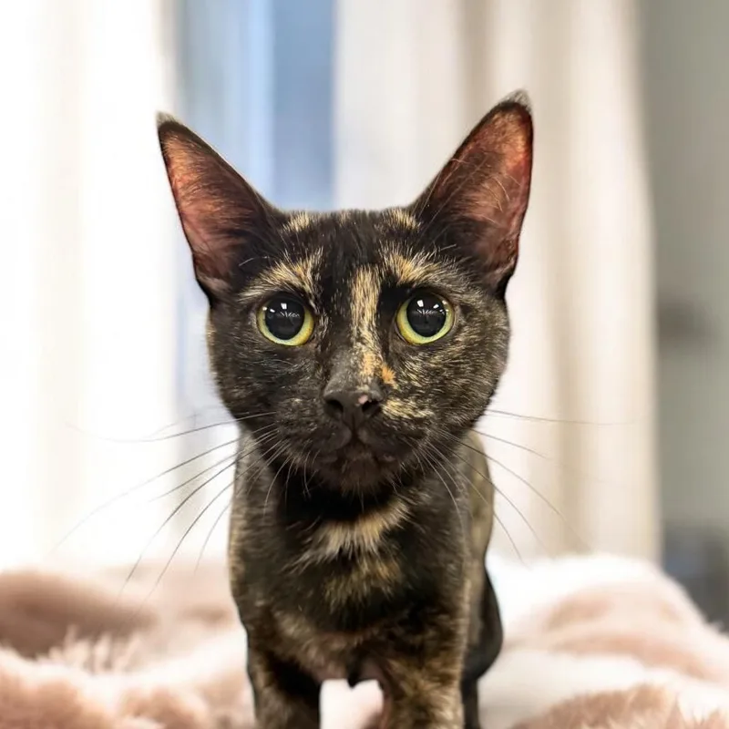 An adult small-sized female Domestic Short Hair cat named Orelia for adoption in Tustin, CA