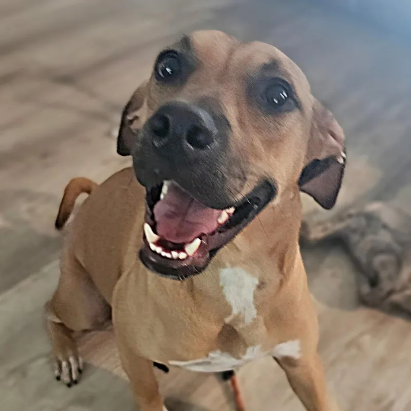 An adult medium-sized female Golden Labrador Retriever dog named Honey for adoption in CORPUS CHRISTI, TX
