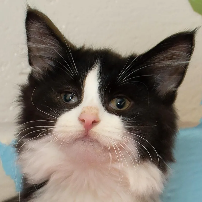 A baby medium-sized male Domestic Long Hair cat named Gordon for adoption in Troy, OH