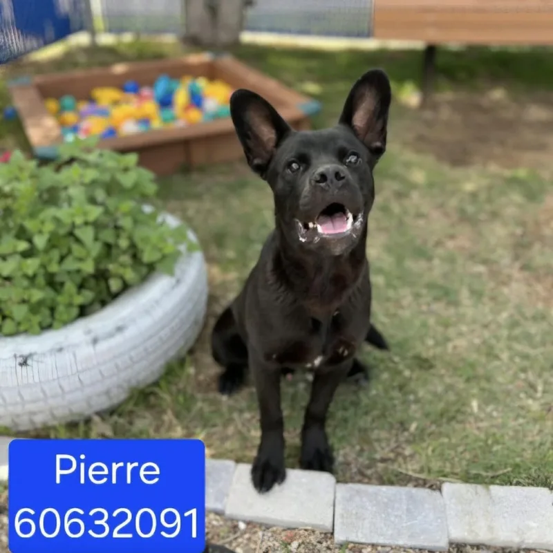 Pierre