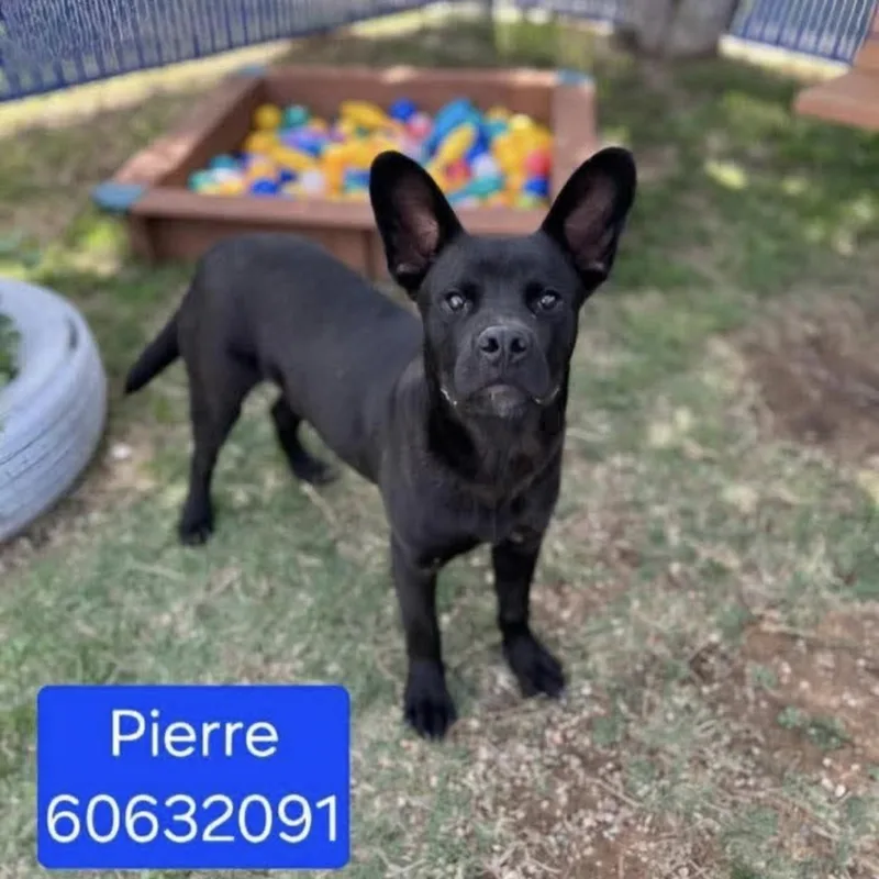 Pierre thumbnail 5