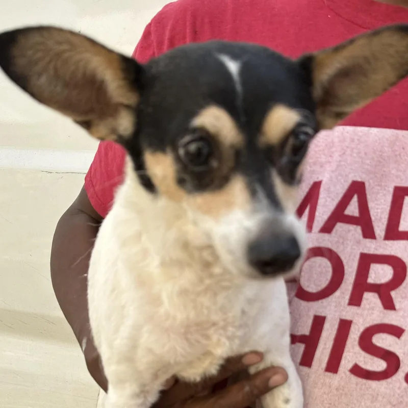 Princess  Local April