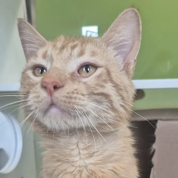 An adult small-sized male Domestic Short Hair cat named Lloyd for adoption in Des Moines, IA