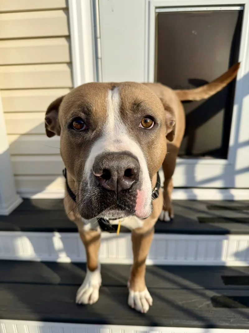 Chadwick thumbnail 3