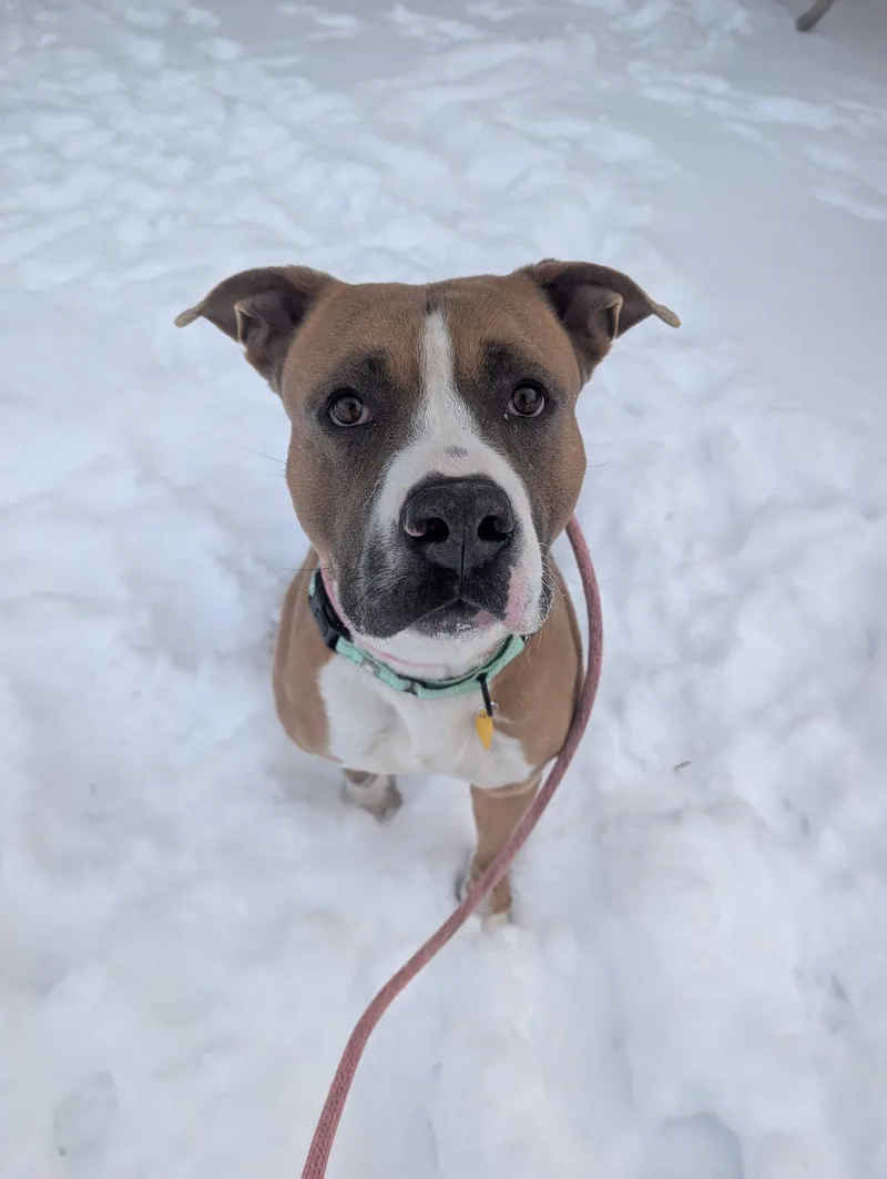 Chadwick thumbnail 4