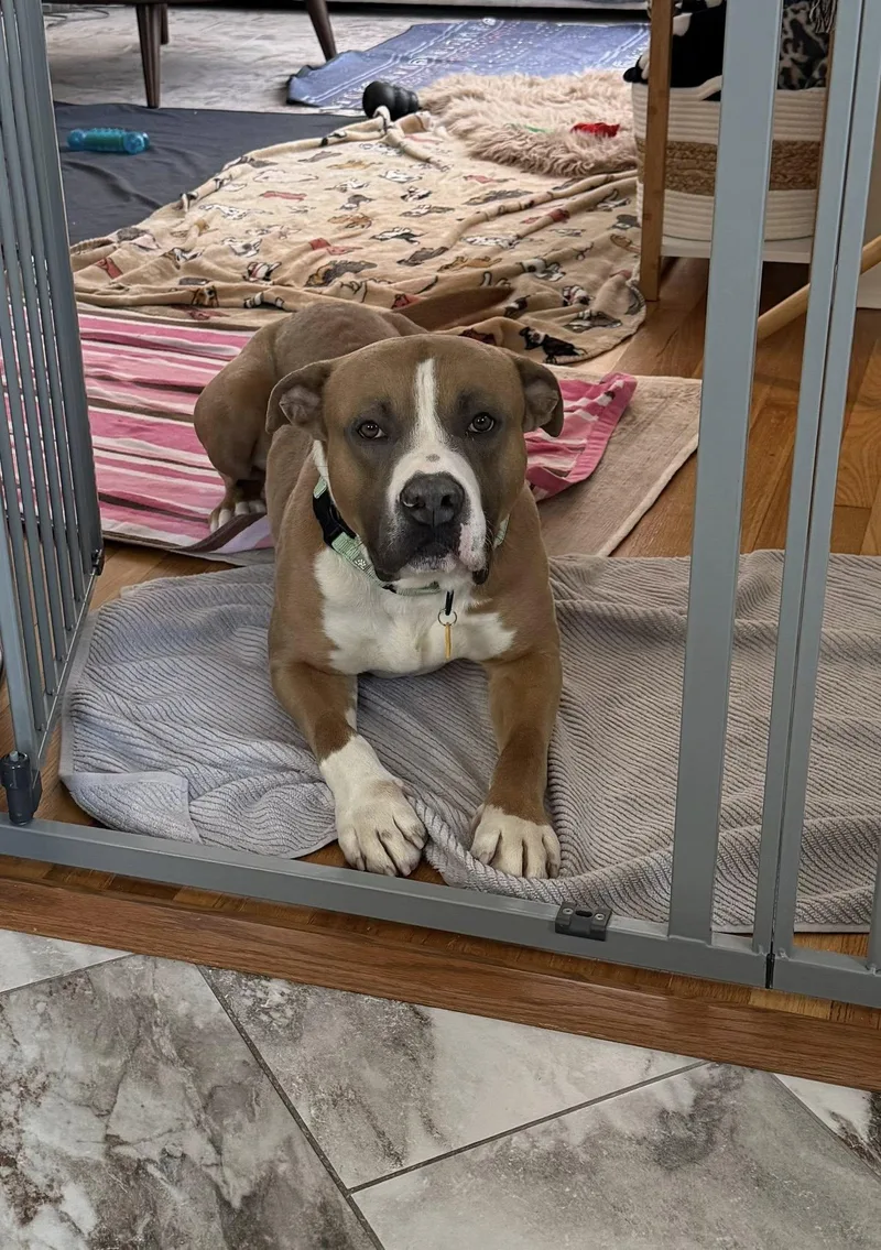 Chadwick thumbnail 5