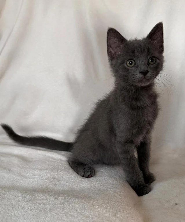 A young medium-sized male Russian Blue cat named Reese for adoption in Nashville, TN