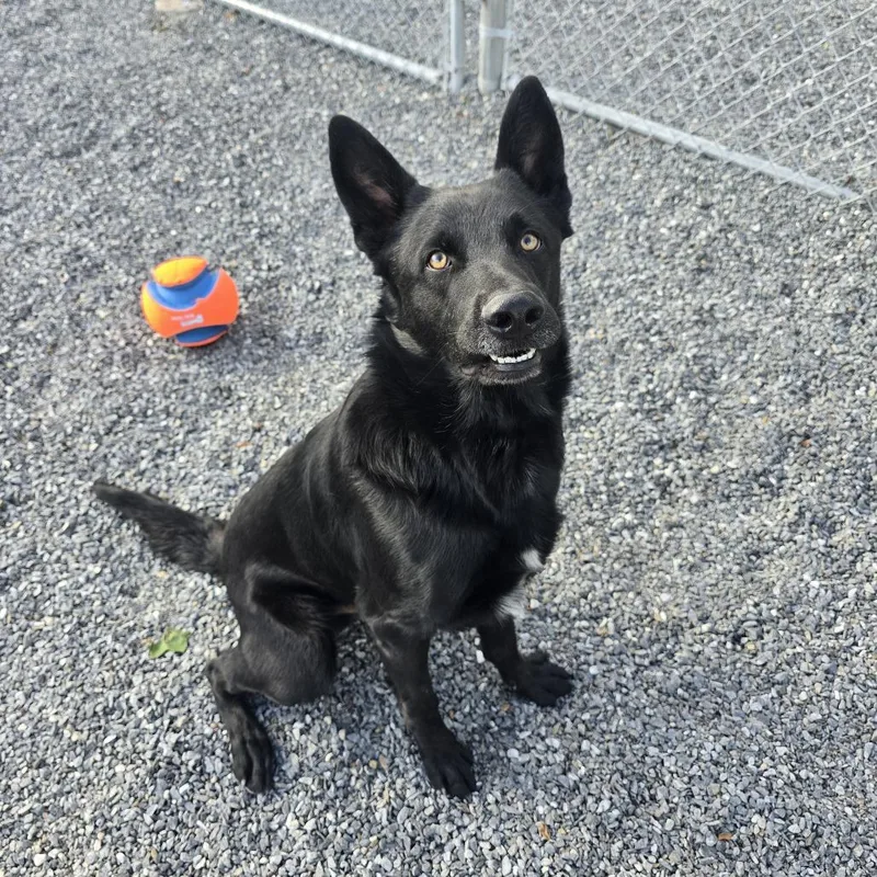 An adult large-sized male Black German Shepherd Dog dog named Bear for adoption in Walnut Cove, NC
