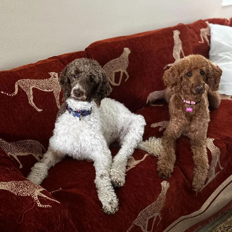 An adult medium-sized female White / Cream Standard Poodle dog named Ziti for adoption in Sarasota, FL