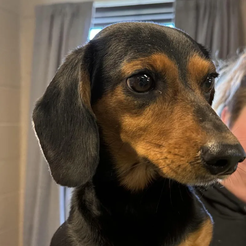 An adult small-sized female Black Dachshund dog named Wilhelmina Lincoln for adoption in South Haven, MI