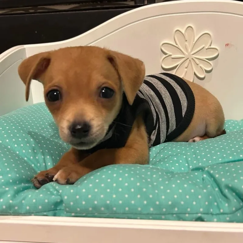 A baby small-sized male Yellow / Tan / Blond / Fawn Chihuahua dog named Pluto for adoption in Fort Worth, TX