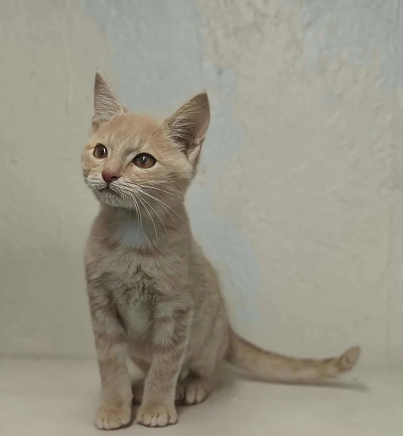 A baby medium-sized male Domestic Short Hair cat named Rockie for adoption in Royal Palm Beach, FL