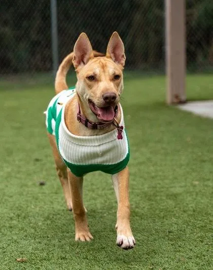 An adult medium-sized female Brown / Chocolate Pit Bull Terrier dog named Mary J for adoption in Houston, TX