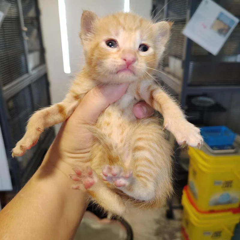 A baby small-sized male Orange / Red Domestic Short Hair cat named Dorito for adoption in Osawatomie, KS