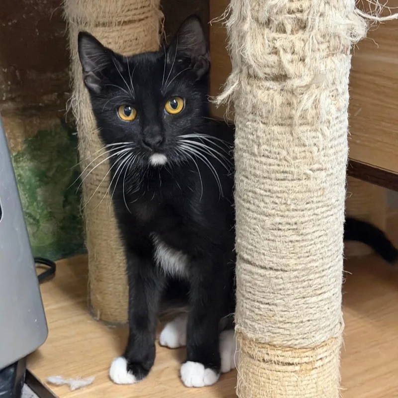 A young small-sized male Black Domestic Short Hair cat named Kai for adoption in Laredo, TX