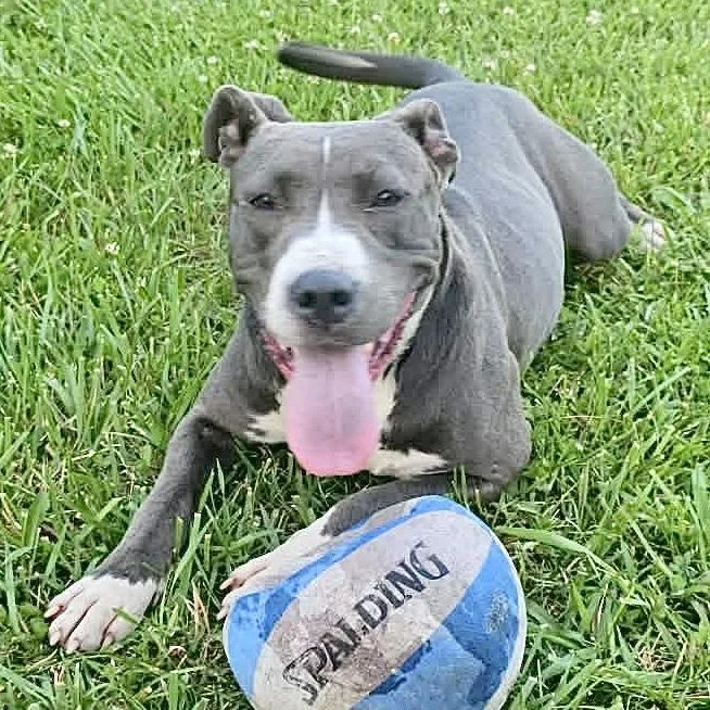 Bella s
