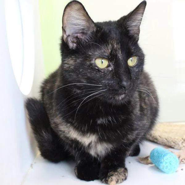 A young small-sized female Domestic Short Hair cat named Kaleidoscope for adoption in Des Moines, IA