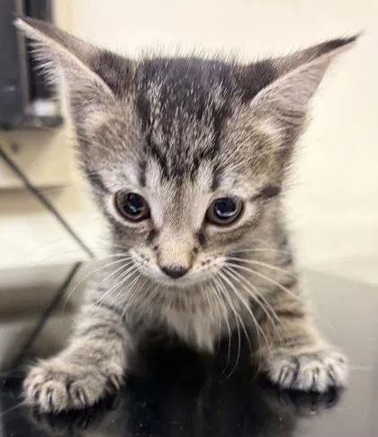 A baby small-sized male Domestic Short Hair cat named Sparkler for adoption in West Chester, PA