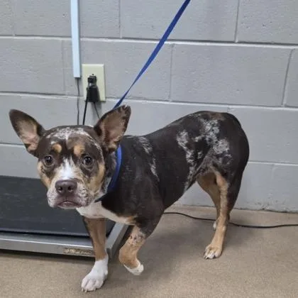 A young medium-sized female Brown / Chocolate French Bulldog dog named Smudge for adoption in East Smithfield , PA