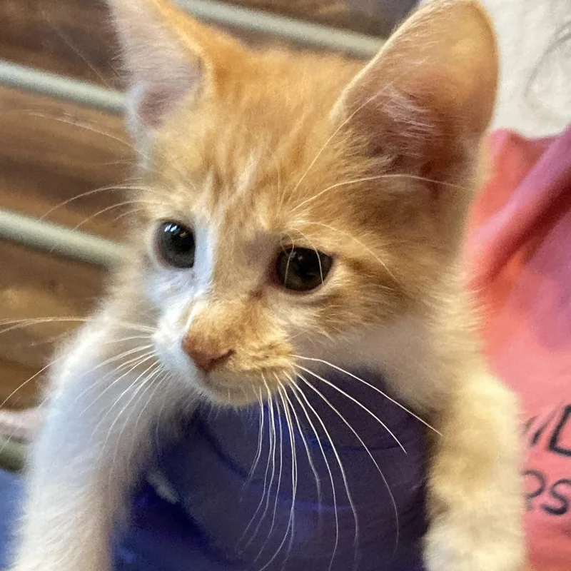 A baby small-sized male Orange / Red Domestic Short Hair cat named Tails for adoption in Midland, TX
