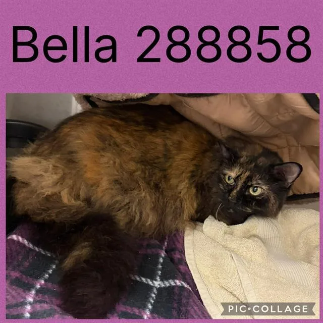 A senior large-sized female Domestic Medium Hair cat named Bella for adoption in Macon, GA