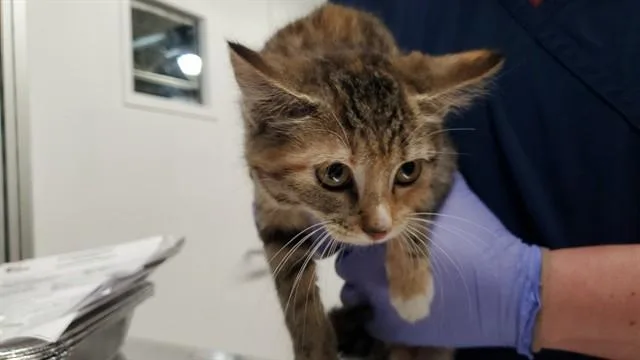 A baby medium-sized female Domestic Short Hair cat named Pickling Spice for adoption in Aurora, IL