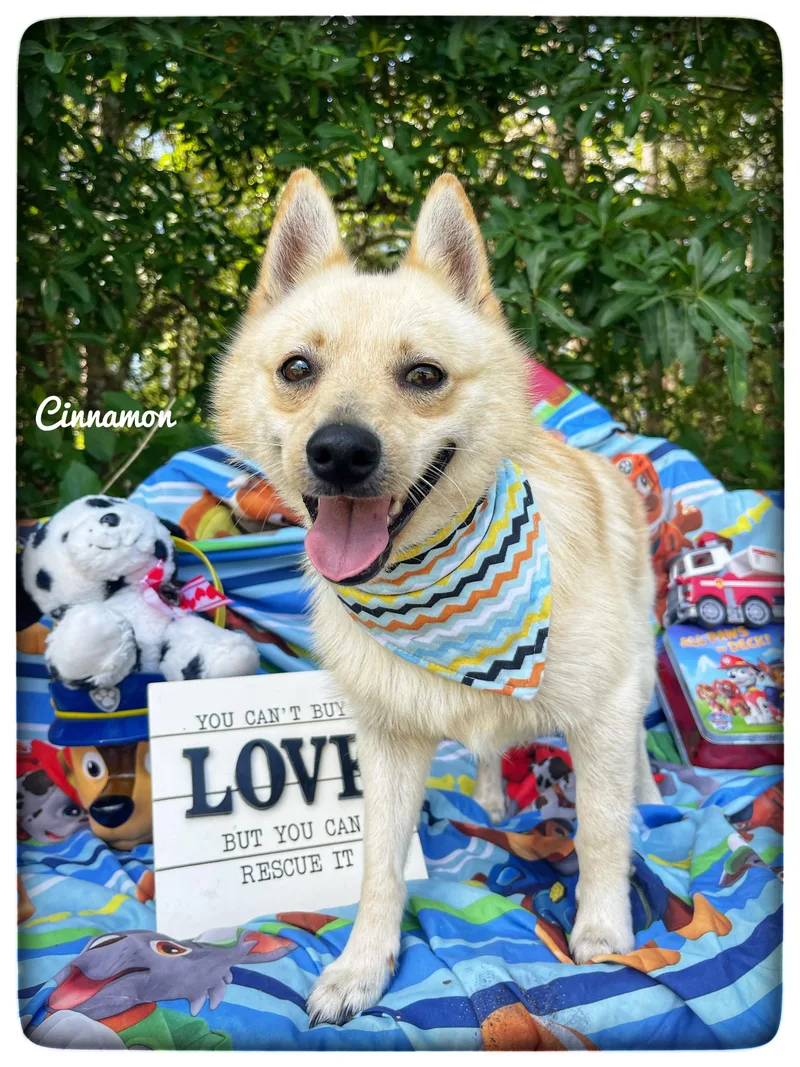 An adult small-sized male Spitz dog named Cinnamon for adoption in Sebring, FL