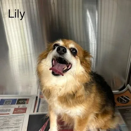 A senior medium-sized female Red / Chestnut / Orange Mixed Breed dog named Lily for adoption in Knoxville, TN