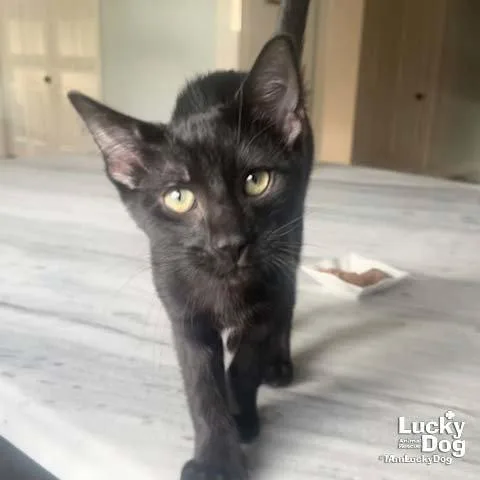 A baby medium-sized male Black Domestic Short Hair cat named Little Bumblebee for adoption in Washington, DC