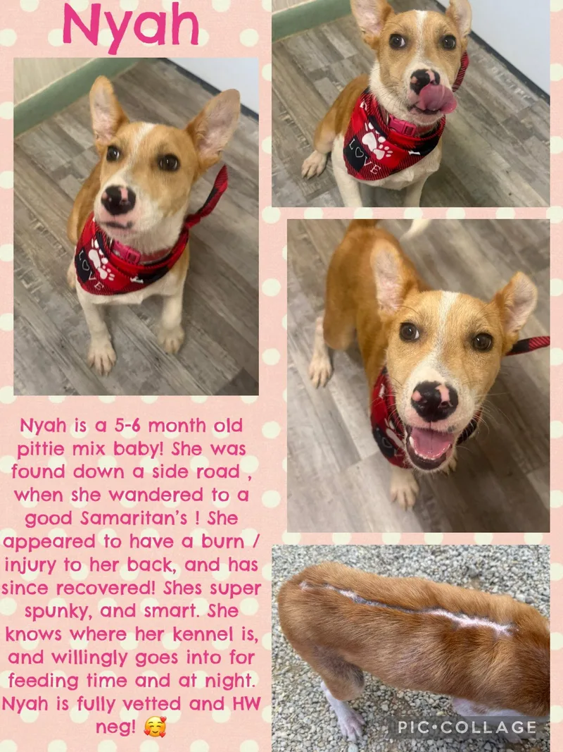 A young medium-sized female Jack Russell Terrier dog named Nyah  Small Survivor for adoption in Oakhurst, NJ