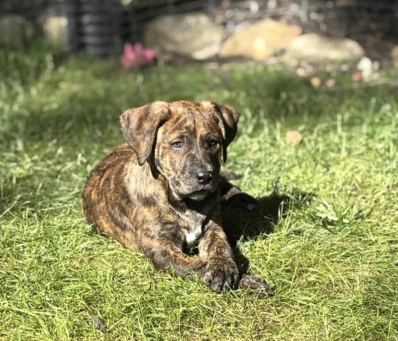 A baby small-sized male Pit Bull Terrier dog named Willie for adoption in Troy, MI