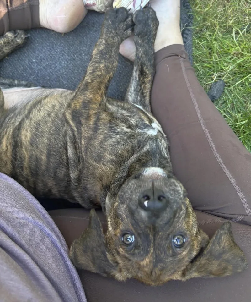 Willie thumbnail 5