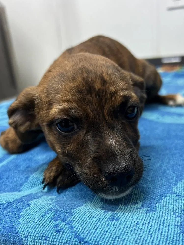 A baby large-sized female Boxer dog named AAD New Arrival! for adoption in Armonk, NY