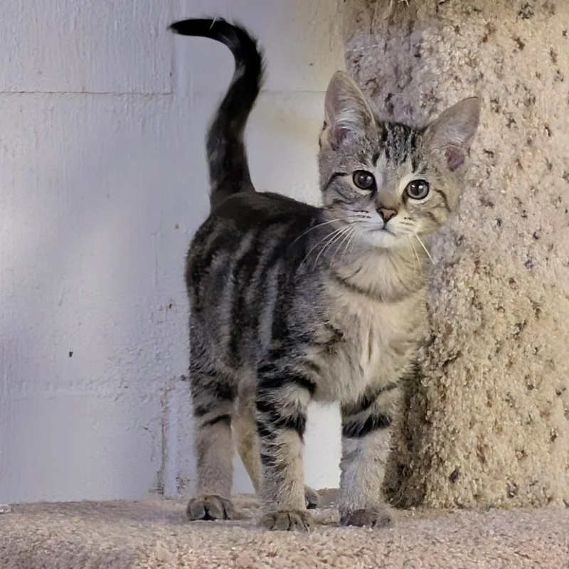 A baby small-sized male Brown / Chocolate Domestic Short Hair cat named Rucksack Ro for adoption in Eaton Rapids, MI