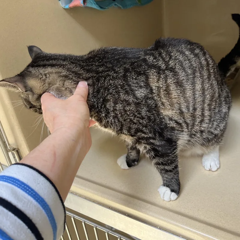 Noelle thumbnail 5