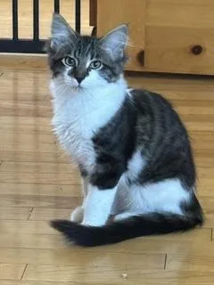 Fonzie