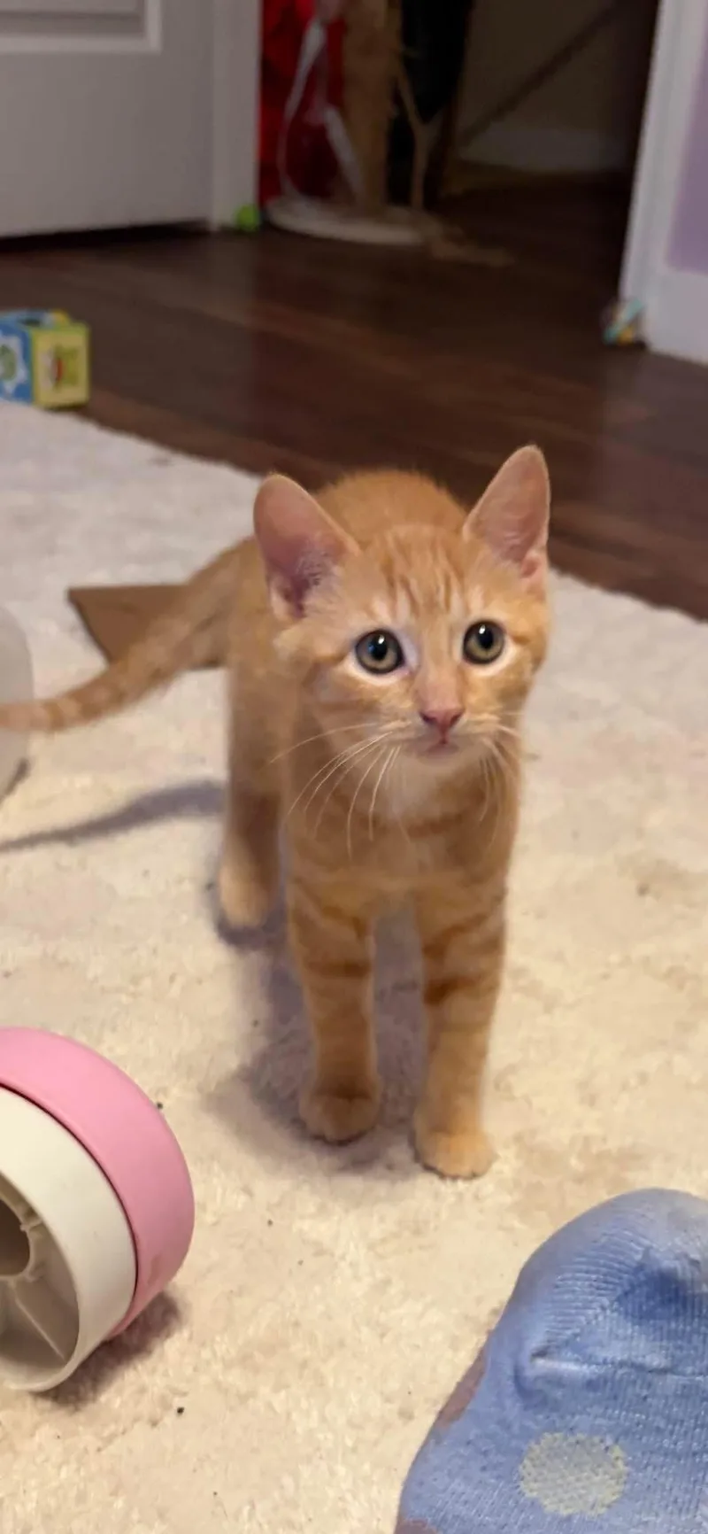 A baby medium-sized female Orange / Red Domestic Short Hair cat named Nala for adoption in Brick, NJ
