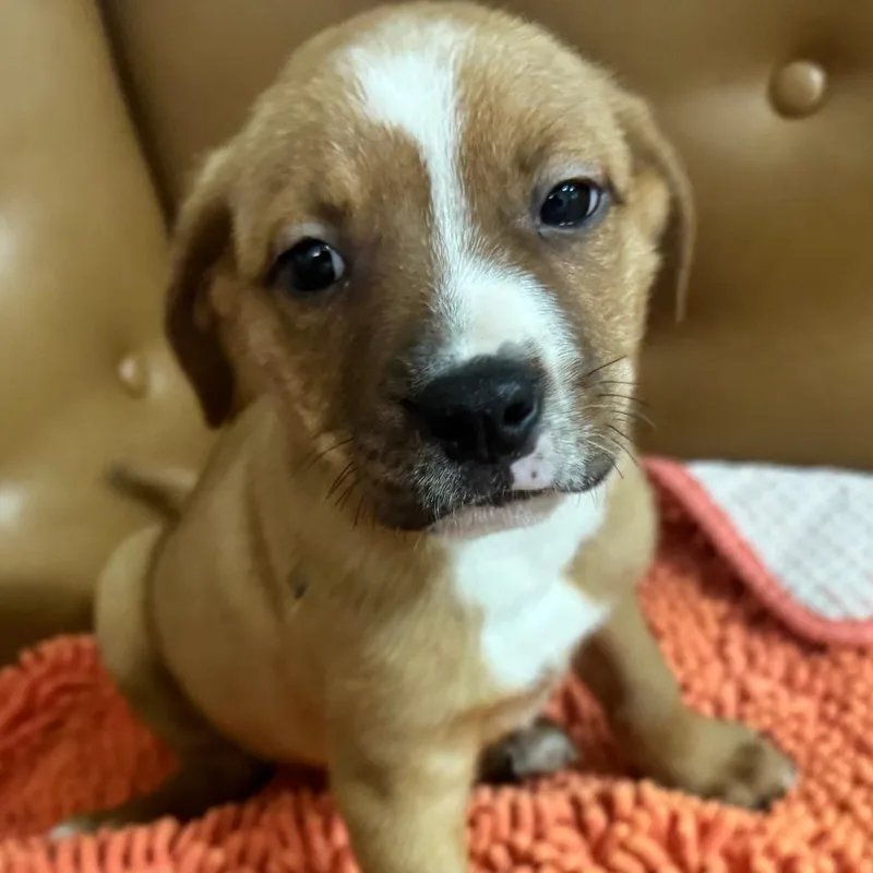 A baby small-sized male Yellow / Tan / Blond / Fawn Mixed Breed dog named Slinky for adoption in Pensacola, FL