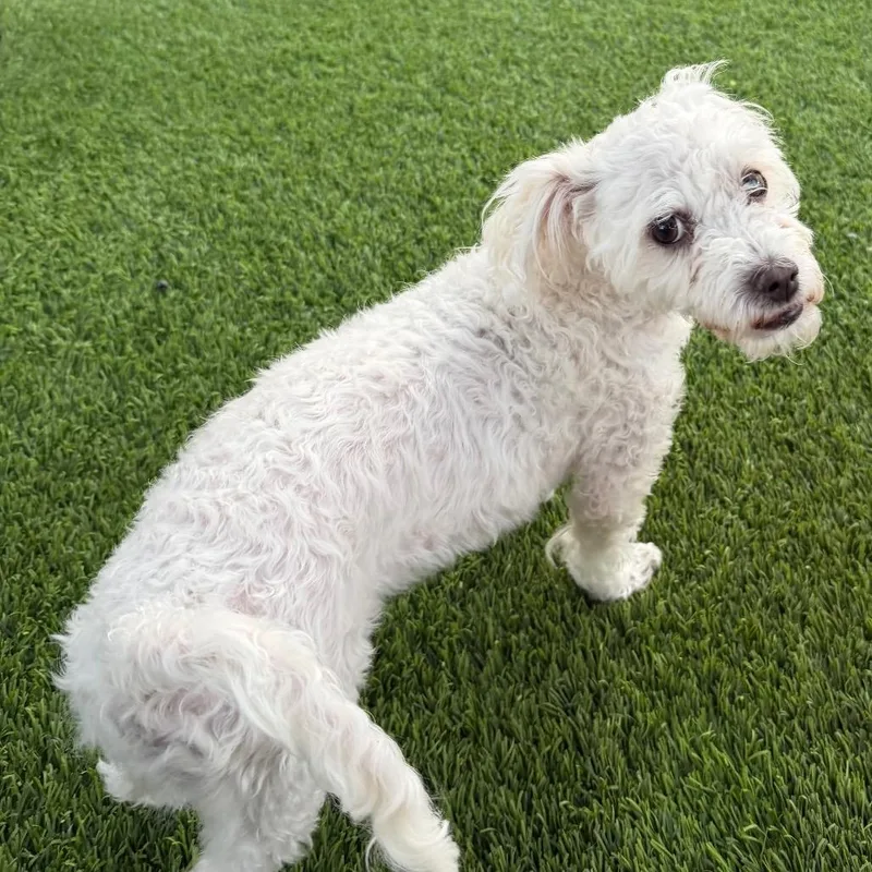 An adult small-sized female White / Cream Miniature Poodle dog named Smiles for adoption in Las Vegas, NV