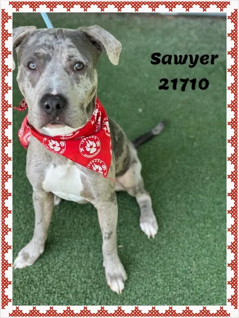 An adult medium-sized male Merle (Blue) American Bully dog named Sawyer for adoption in Marietta, GA