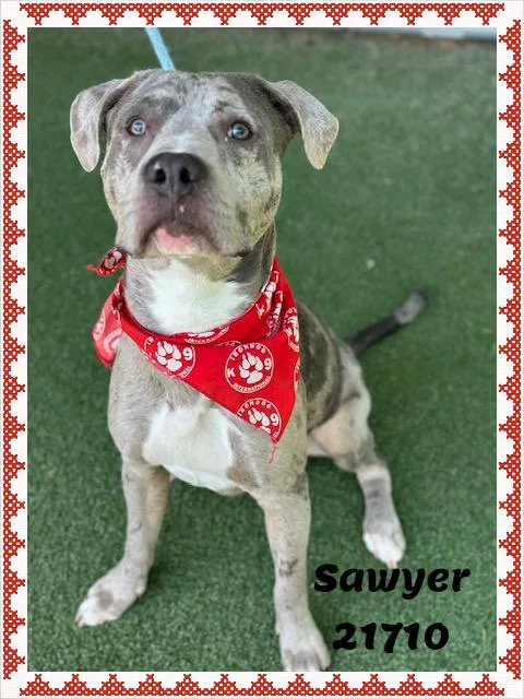 Sawyer thumbnail 2