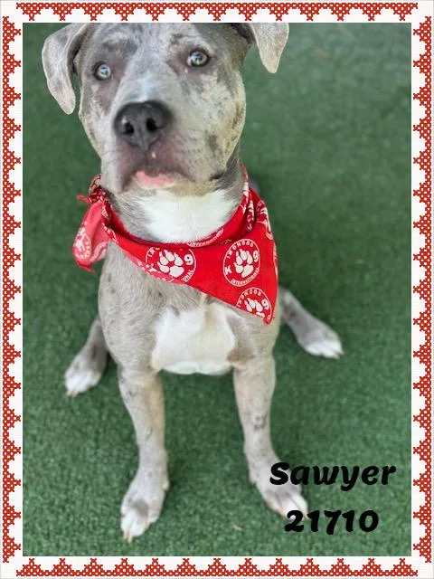 Sawyer thumbnail 3