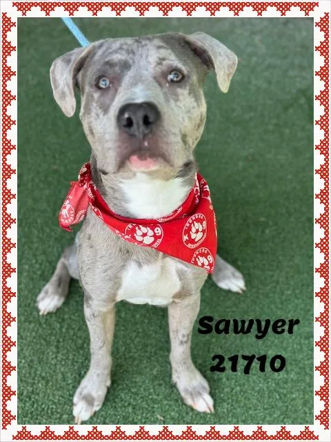 Sawyer thumbnail 4