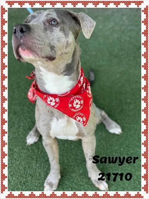 Sawyer thumbnail 5