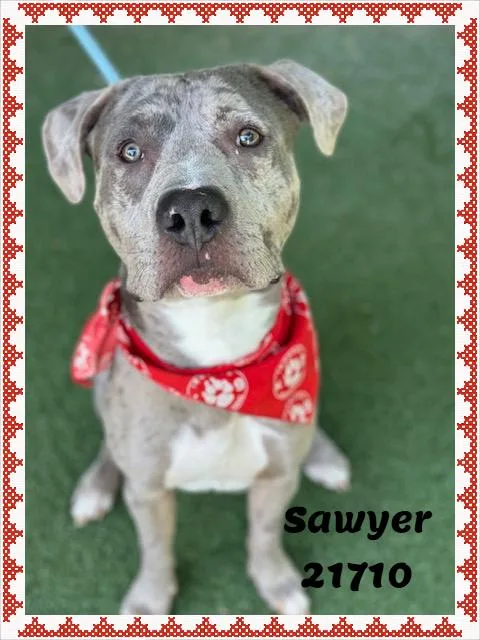 Sawyer thumbnail 6