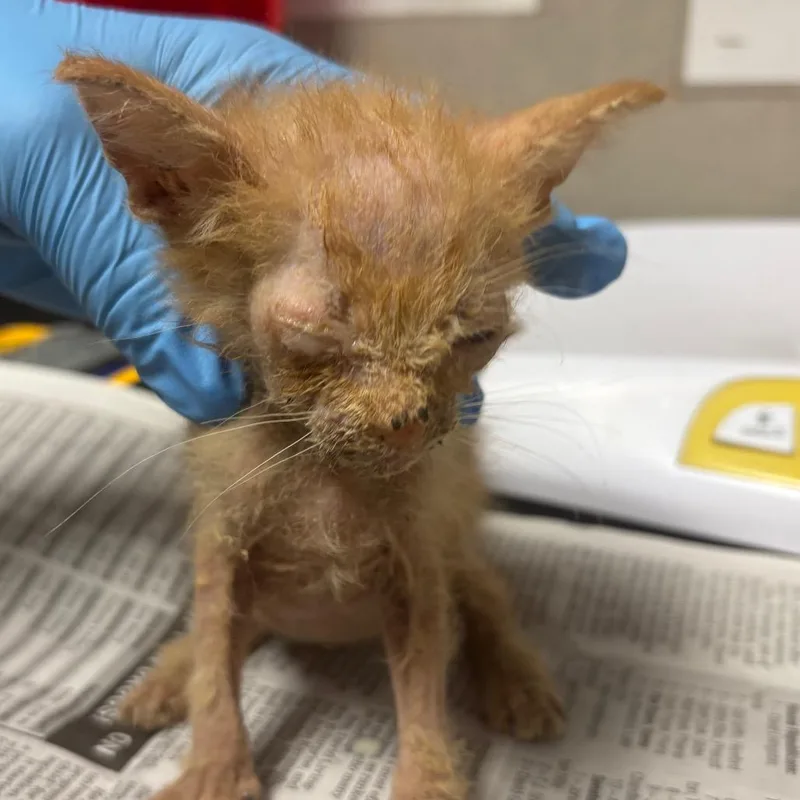 A baby small-sized male Orange / Red Domestic Short Hair cat named Centaur for adoption in Yuma, AZ