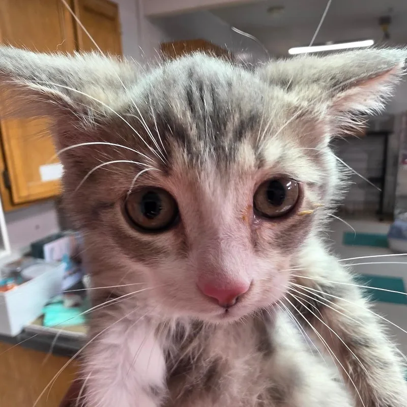 A baby small-sized female Gray / Blue / Silver Domestic Short Hair cat named Agnes for adoption in Leander, TX