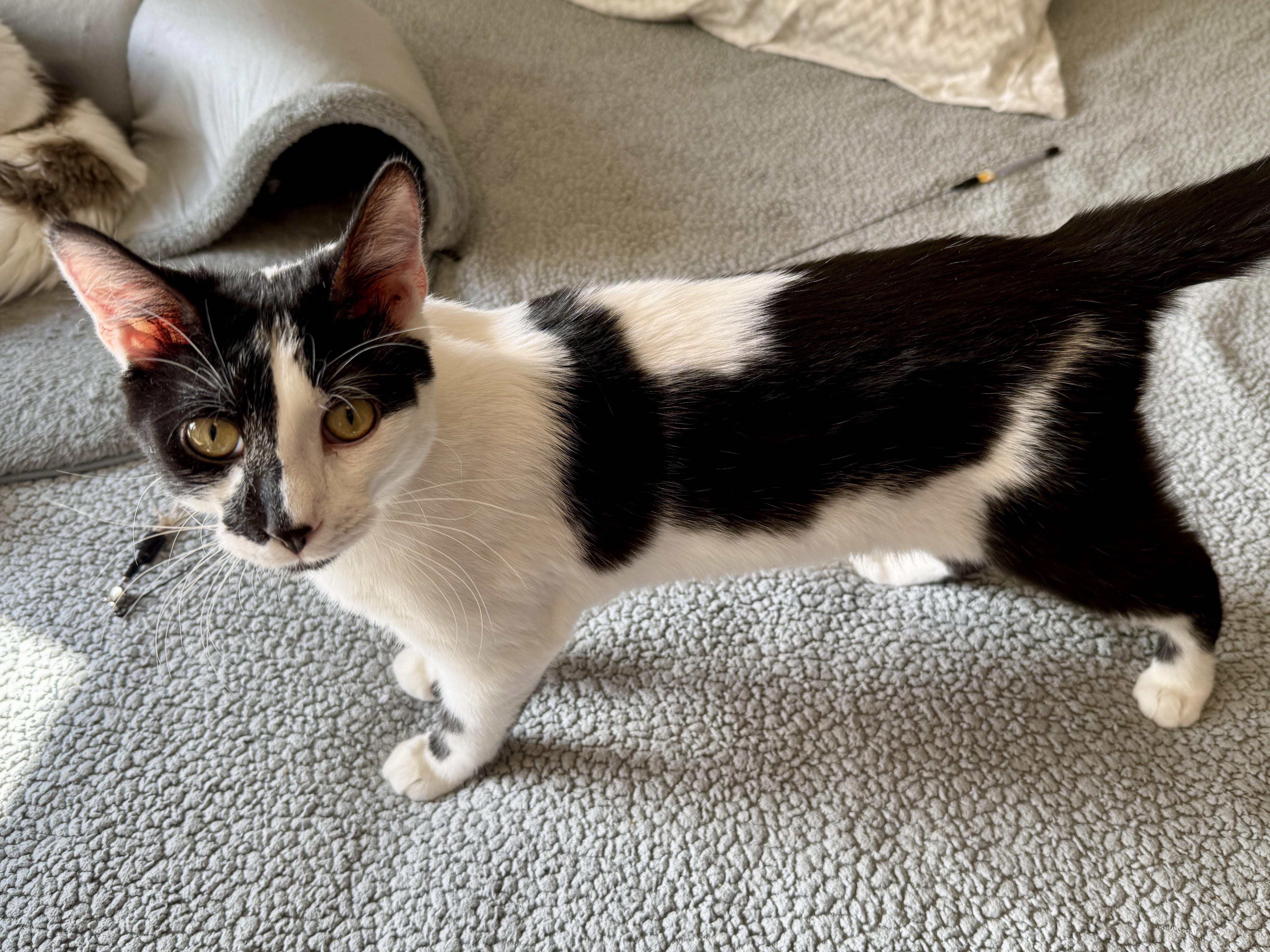 A young medium-sized male Black & White / Tuxedo Domestic Short Hair cat named Colby for adoption in Blaine, MN