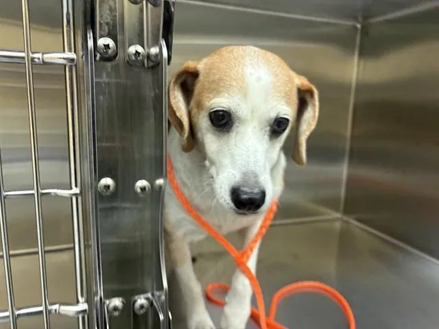 An adult medium-sized male Beagle dog named Winston for adoption in Tustin, CA