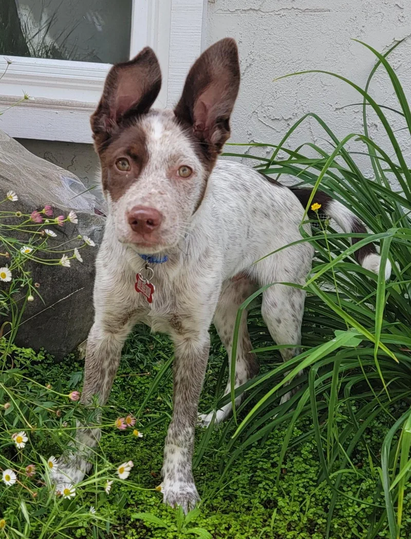 A baby medium-sized male Australian Cattle Dog / Blue Heeler dog named Gold Mine for adoption in Palo Alto, CA